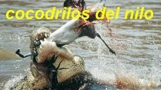 Documental National Geographic: Dinosaurios en el rio | el cocodrilo del Nilo (completo) e