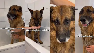 Sassy Dog Gets Mad When He Has To Take A Bath