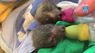 Baby flying-foxes after a feed:  Juniper and Grasshopper