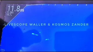 Teaser: Livescope Waller & Kosmos Zander