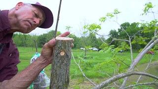 How to graft large trees - Top Working Larger Trees