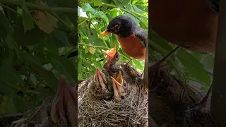 American Robin Dad Steps Up to Feed Babies then Eating their Poop 🐣🧡