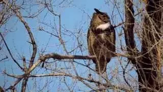 Hooting Male Great Horned Owl