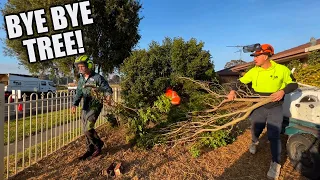 Not Just FREE Lawn Care! FREE Tree Removal! Part 4 Of the Biggest Clean Up Ever