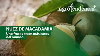 Nuez de Macadamia | TODO SOBRE SU CULTIVO Y PROCESAMIENTO