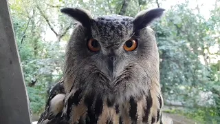 Eagle-Owl Yoll goes out in the day and makes an angry hoot and a few screamers