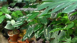 Dschungeltour im Zimmer, Anthurium Samen keimen und Wasser Monstera Thai Constellation neues Blatt