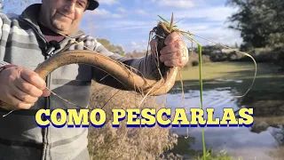 Como pescar anguilas en Pesca en agua dulce