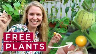 Plants for Free: Propagate Cape Gooseberry Plants from Cuttings