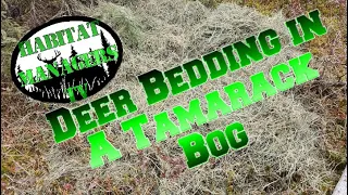 Buck beds in a Tamarack Bog.