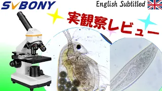 ゾウリムシの細部も丸見え！SVBONYの生物顕微鏡【実観察編】 Eng. Observing with SVBONY SV601 Microscope