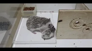 Hedgehog Mom playing with her baby