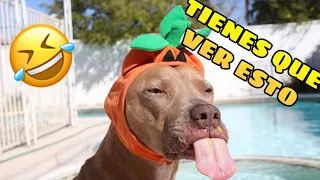 🐶🐱 Random and Funny Animals Videos 😂 Funny Pets Compilation