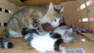 Mommy cat wakes up her sleeping kittens sweetly.