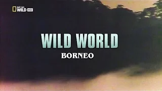 Wild World Borneo HD