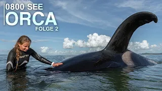 0800 SEE ORCA - Ein Orca in Not | Folge 2