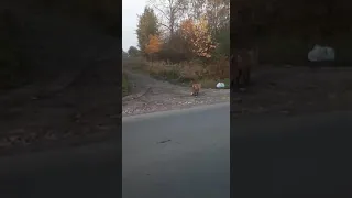 Собаки загрызли лису в городе возле Магнита