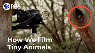 How We Film Tiny Animals | Inside Big Little Journeys