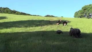 HECS Stealthscreen Turkey Encounter