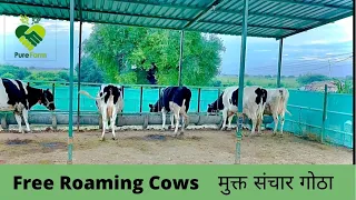 Free Roaming Cows | Mukt Gotha | मुक्त गोठा | Cow Farm 🐄 | #cowfarm #farmers #farm #dailyvlogs