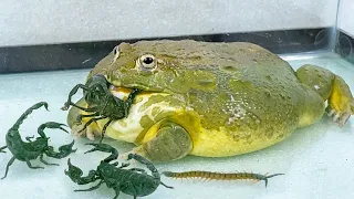 Hungry Giant African Bullfrog Eating Big Scorpion! Live Feeding