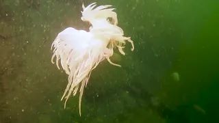 🌊🎥 The Enchanting Depths of the Salish Sea - "Underwater Puget Sound" Series Trailer 🎥🌊