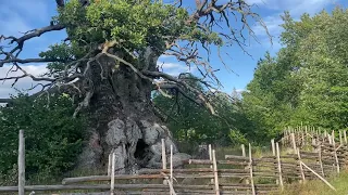 The oldest oak in Scandinavia