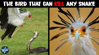 Secretary Bird - The Bird That Can Kill Any Snake