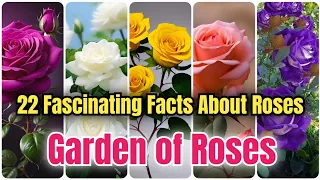Garden Of Roses | 22 Fascinating Facts That Will Blow Your Mind | Useful and Colorful Flower