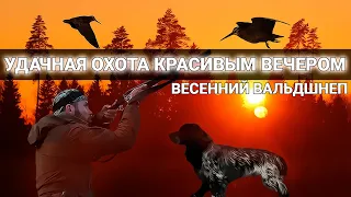 Весенняя ОХОТА НА ВАЛЬДШНЕПА в красивом месте. УДАЧНАЯ вечерняя тяга