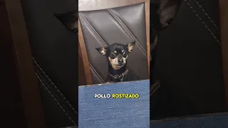 Mi perrito, cree que vive en un restaurante 🤣 #perros #comidadeperro