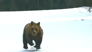 Медведь устроил погоню за лыжником в Румынии. Видео погони  целиком