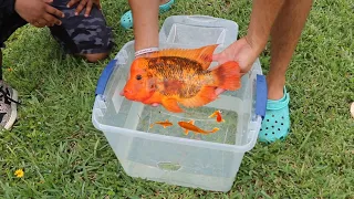 RARE Baby Aquarium Fish RESCUED From LANDOWNERS! (Cops CALLED)