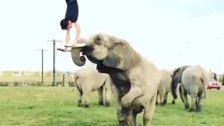 Трюки со слоном