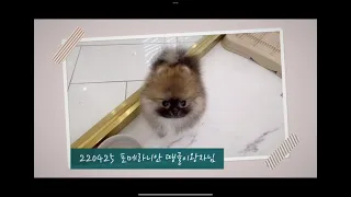 땡글이 왕자님 보고가세요~