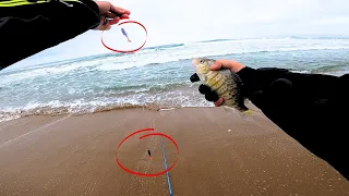 Double Carolina Rig for Barred Surf Perch Fishing