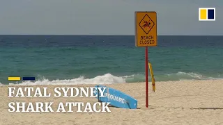 Scuba diver dies in first fatal shark-attack in Sydney since 1963