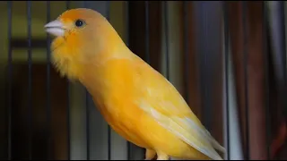 Fantastic canary song to seduce all canaries - the best chirping