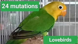 24 mutations of lovebirds