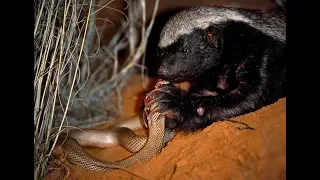 Life of one Honey Badger. Natgeo Wild. Best video