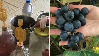 making the best wine EVER “no preservatives” (old Italian way) all natural