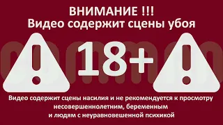 Модульная линия убоя свиней до 15 голов/час в работе. Обучение. ХИТПРОМ