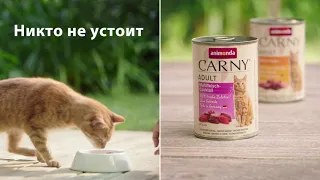 СуперКэтс - выставки кошек. Наш вкусный спонсор Carny