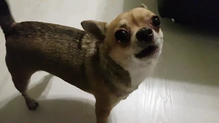 Chihuahua wants to eat )) Злой Чихуахуа просит жрать.