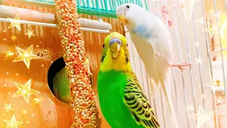 1 Hour Budgie Sounds for Lonely Budgies|Cute budgie|