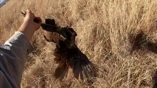 Wing-shooting in the Free State, South Africa