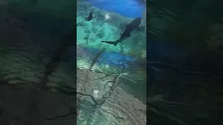 Акула в чёрном море может ли напасть