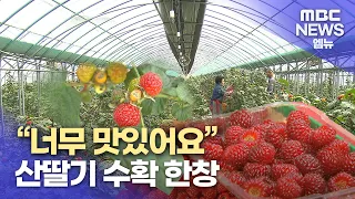 "너무 맛있어요" 산딸기 수확 한창(2024.04.26/뉴스데스크/MBC경남)