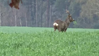 Sarna kozioł rzadko spotykany okaz na śniadaniu