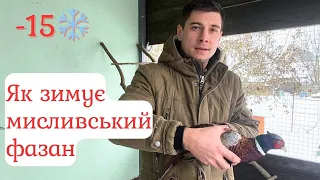 Як зимує мисливський фазан